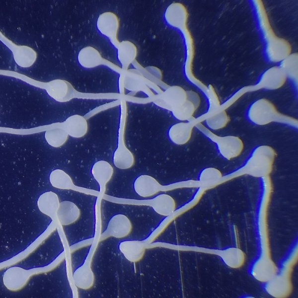 微缩文(wén)字纤维